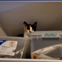 thewitheredking avatar