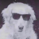 thewizardofschnoz avatar