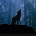 thewolfhasaheart avatar