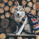 thewonderlustly avatar