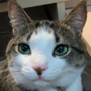 thewooblydude avatar