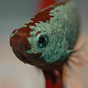 theworldoffishie avatar