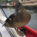 theworldoftheroze avatar