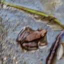 theworldsfairshoudreturn avatar