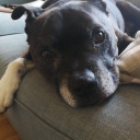 theworldturtle avatar