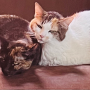 thewynterstar avatar