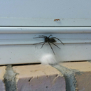 they-call-me-cedar avatar