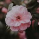 they-call-me-thewildrose avatar