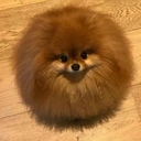 they-did-the-do avatar