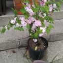 they-in-a-village avatar