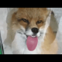 they-lied-to-me avatar