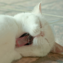 theyawningscribe avatar