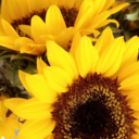 theydonutcare avatar