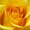 theyellowrosegarden avatar