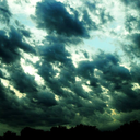 theyforgotweareseeds avatar