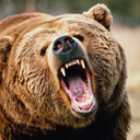 theywhoarebear avatar