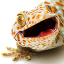 thezestygecko avatar