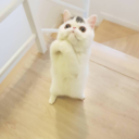 thicc-cat-memes avatar