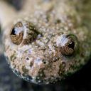 thingofthewoods avatar