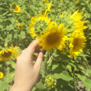 things-em-likes avatar