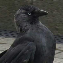 things-with-wings avatar