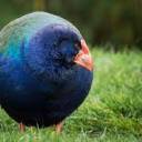 thingsforshloobs avatar