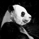 thingsofpandas avatar