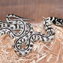 thingsoftheearth avatar