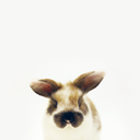 thingsonwalnut avatar