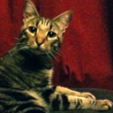 thingsthatscaremycat avatar