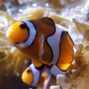 thingstoshowfoster avatar