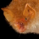 thinking-about-bats-again avatar