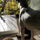 thinking-about-bees avatar