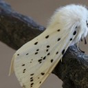 thinking-of-a-name-is-hard avatar