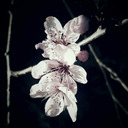 thinking-sleepless avatar