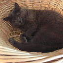 thinkingaboutmilan avatar