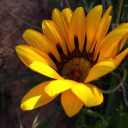 thirstforroseblood avatar