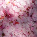 thirteenbiases avatar