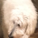 thirteengreasygeese avatar