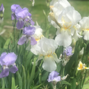 thirteenlights avatar