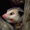 thirteenopossumsinatrenchcoat avatar