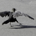 thirty-seven-percent avatar