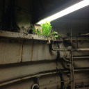 this-but-unironically-genuine avatar