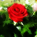 this-crooked-heart avatar