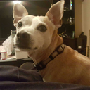 this-is-my-pet-turtle avatar