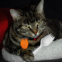 this-is-telophase avatar