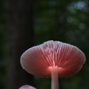 this-is-the-wild avatar