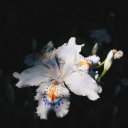 this-strange-existence avatar