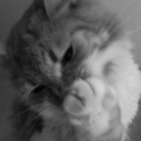 thisandcat-blog1 avatar