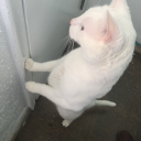 thisandthatcuriouscat avatar